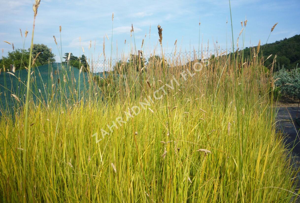 Psárka luční 'Aureovariegatus' - Alopecurus pratensis 'Aureovariegatus'