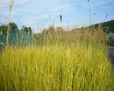 Psárka luční 'Aureovariegatus'