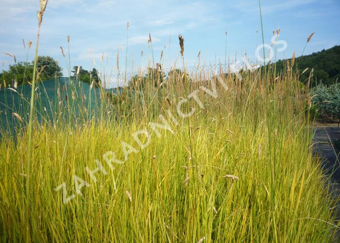 Psárka luční 'Aureovariegatus' - Alopecurus pratensis 'Aureovariegatus'