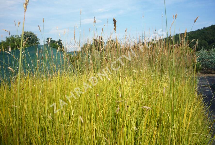 Psárka luční 'Aureovariegatus' - Alopecurus pratensis 'Aureovariegatus'