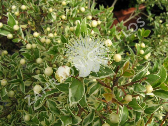 Myrta obecná 'Variegata' - Myrtus communis 'Variegata'