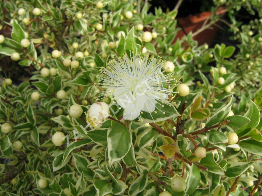 Myrta obecná 'Variegata' - Myrtus communis 'Variegata'
