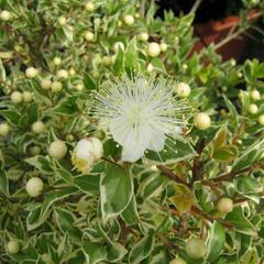 Myrta obecná 'Variegata' - Myrtus communis 'Variegata'