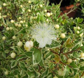 Myrta obecná 'Variegata' - Myrtus communis 'Variegata'