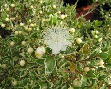 Myrta obecná 'Variegata'