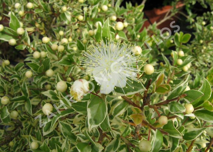 Myrta obecná 'Variegata' - Myrtus communis 'Variegata'