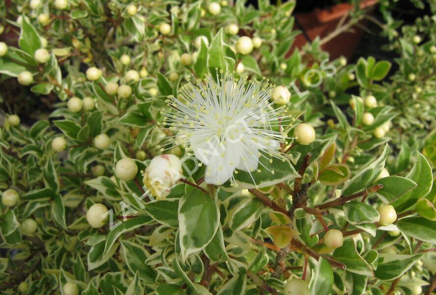 Myrta obecná 'Variegata' - Myrtus communis 'Variegata'