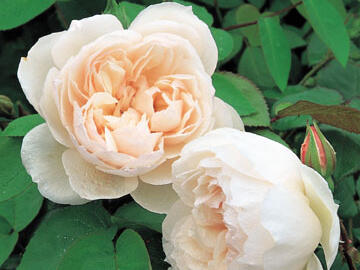 Anglická pnoucí růže Davida Austina 'The Generous Gardener' - Rosa PN 'The Generous Gardener'