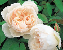 Růže anglická pnoucí David Austin 'The Generous Gardener'