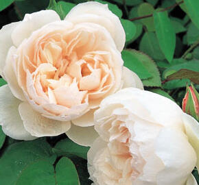 Anglická pnoucí růže Davida Austina 'The Generous Gardener' - Rosa PN 'The Generous Gardener'