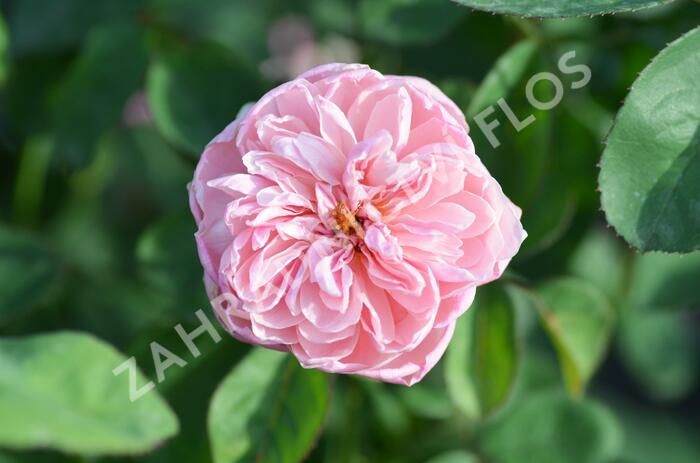 Anglická růže Davida Austina 'The Alnwick Rose' - Rosa S 'The Alnwick Rose'