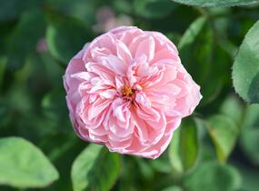 Růže anglická David Austin 'The Alnwick Rose' - Rosa S 'The Alnwick Rose'