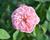 Růže anglická David Austin 'The Alnwick Rose'