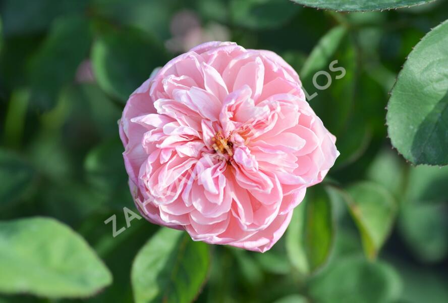 Růže anglická David Austin 'The Alnwick Rose' - Rosa S 'The Alnwick Rose'