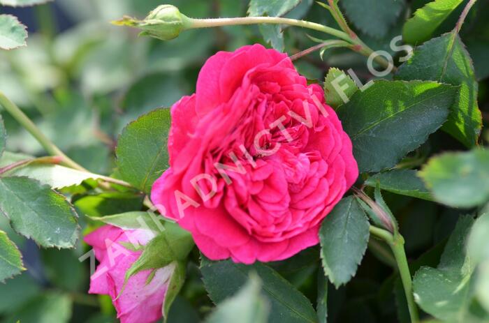 Anglická růže Davida Austina 'Sir John Betjeman' - Rosa S 'Sir John Betjeman'