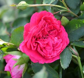 Anglická růže Davida Austina 'Sir John Betjeman' - Rosa S 'Sir John Betjeman'