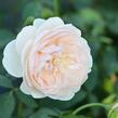 Anglická růže Davida Austina 'Lichfield Angel' - Rosa S 'Lichfield Angel'