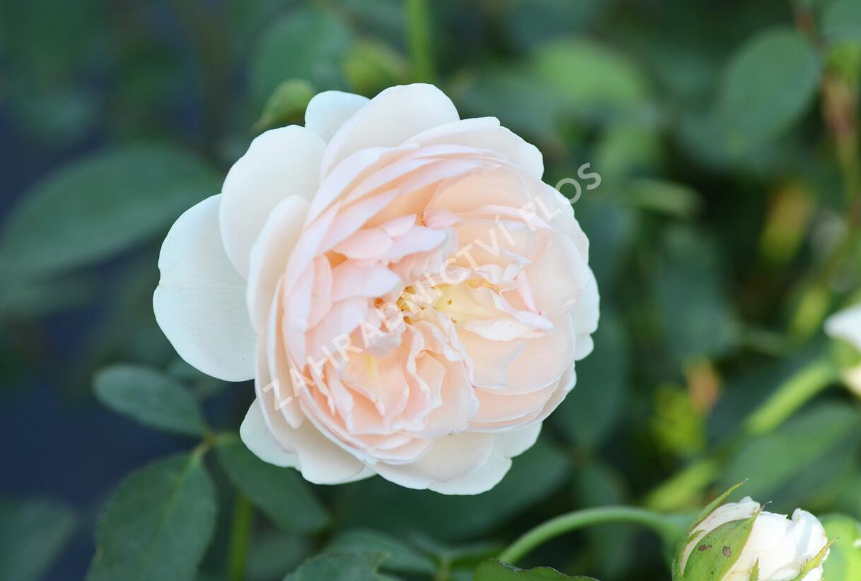 Růže anglická David Austin 'Lichfield Angel' - Rosa S 'Lichfield Angel'