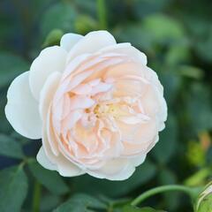 Anglická růže Davida Austina 'Lichfield Angel' - Rosa S 'Lichfield Angel'