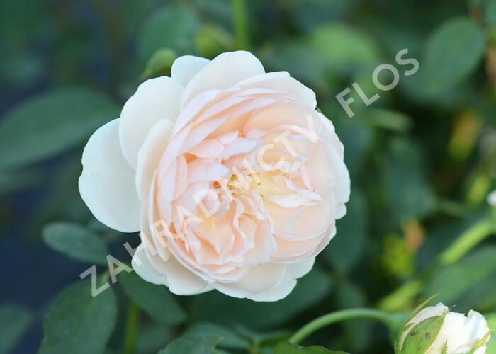 Anglická růže Davida Austina 'Lichfield Angel' - Rosa S 'Lichfield Angel'