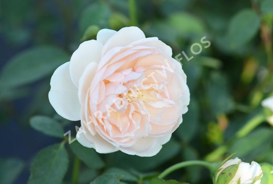 Růže anglická David Austin 'Lichfield Angel' - Rosa S 'Lichfield Angel'