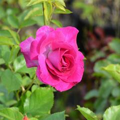 Růže pnoucí 'Violette' - Rosa PN 'Violette'
