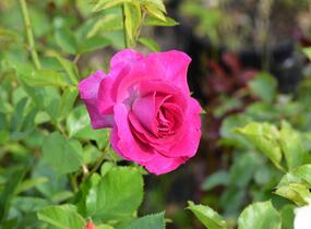 Růže pnoucí 'Violette' - Rosa PN 'Violette'