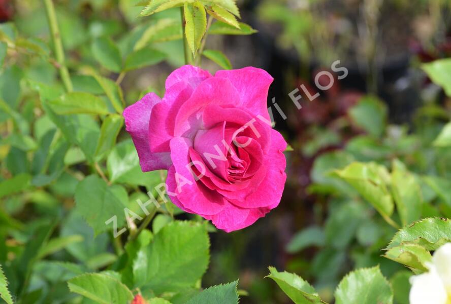 Růže pnoucí 'Violette' - Rosa PN 'Violette'