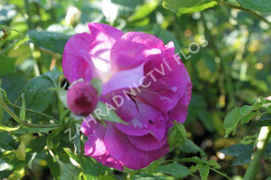 Růže pnoucí 'Violette' - Rosa PN 'Violette'
