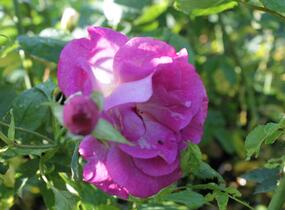 Růže pnoucí 'Violette' - Rosa PN 'Violette'
