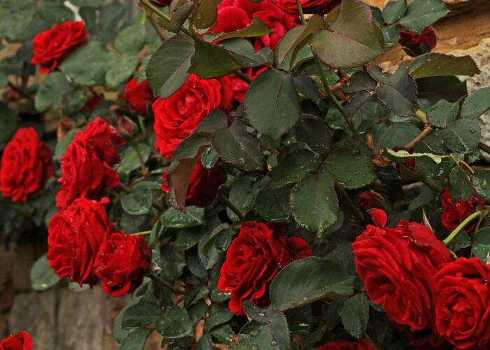 Růže pnoucí 'Don Juan' - Rosa PN 'Don Juan'