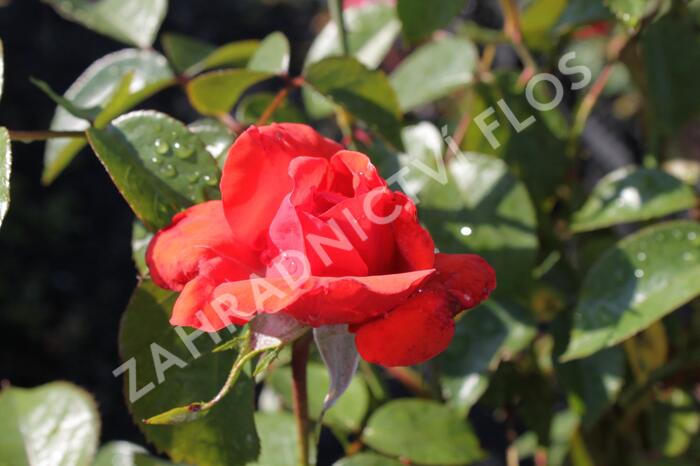 Růže pnoucí 'Bionda' - Rosa PN 'Bionda'