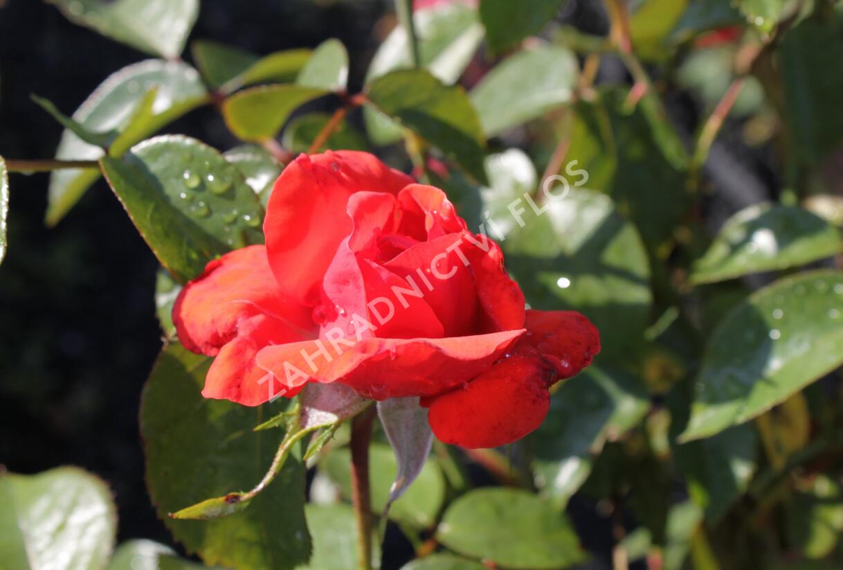 Růže pnoucí 'Bionda' - Rosa PN 'Bionda'