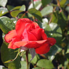 Růže pnoucí 'Bionda' - Rosa PN 'Bionda'
