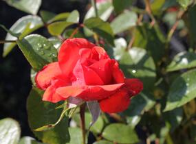 Růže pnoucí 'Bionda' - Rosa PN 'Bionda'