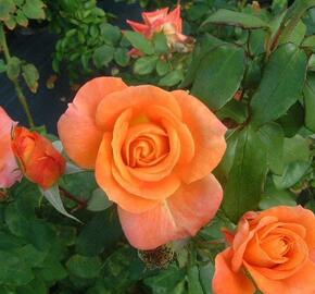 Růže mnohokvětá 'Woburn Abbey' - Rosa MK 'Woburn Abbey'
