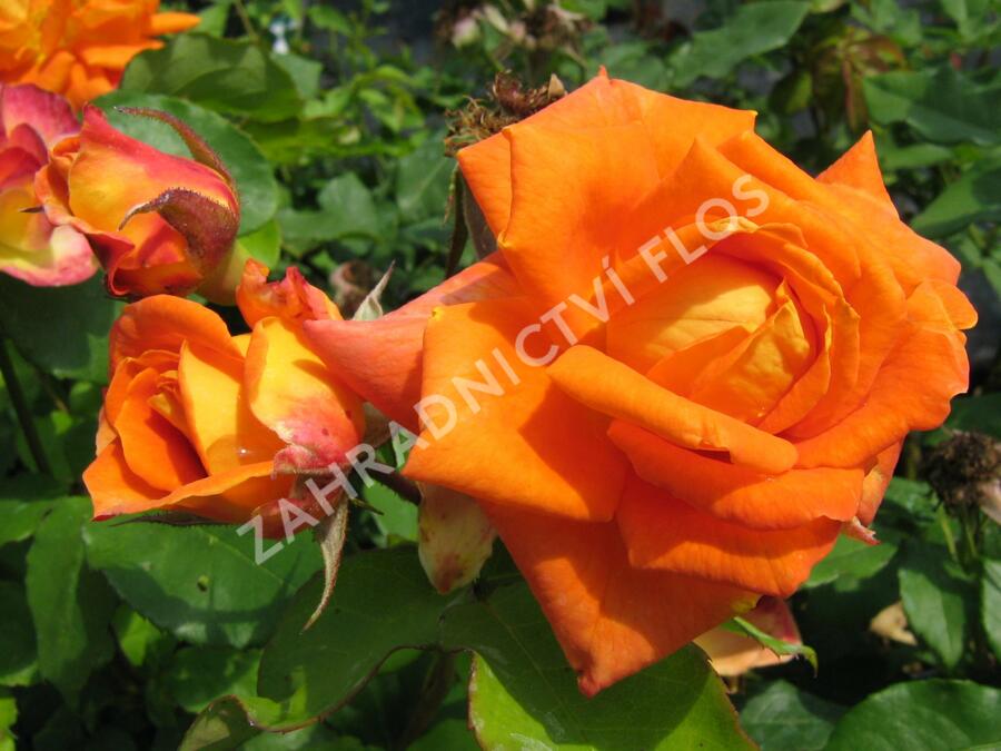 Růže mnohokvětá 'Woburn Abbey' - Rosa MK 'Woburn Abbey'