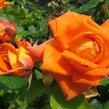 Růže mnohokvětá 'Woburn Abbey' - Rosa MK 'Woburn Abbey'