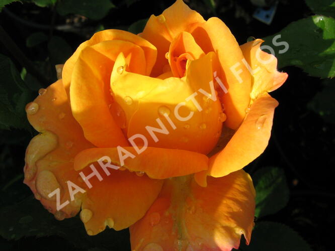 Růže mnohokvětá 'Woburn Abbey' - Rosa MK 'Woburn Abbey'