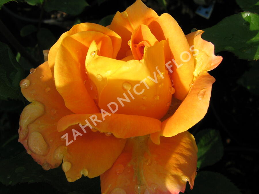 Růže mnohokvětá 'Woburn Abbey' - Rosa MK 'Woburn Abbey'