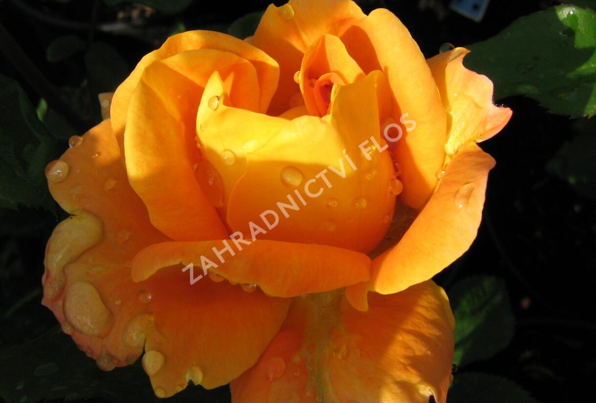 Růže mnohokvětá 'Woburn Abbey' - Rosa MK 'Woburn Abbey'