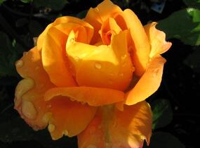 Růže mnohokvětá 'Woburn Abbey' - Rosa MK 'Woburn Abbey'