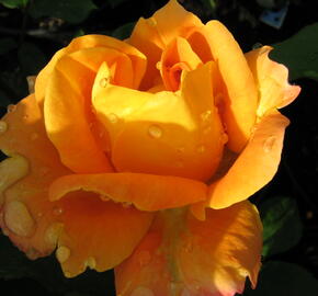 Růže mnohokvětá 'Woburn Abbey' - Rosa MK 'Woburn Abbey'