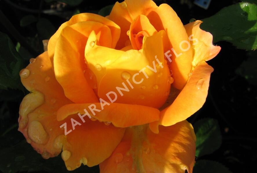 Růže mnohokvětá 'Woburn Abbey' - Rosa MK 'Woburn Abbey'