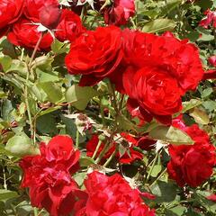 Růže mnohokvětá 'Satchmo' - Rosa MK 'Satchmo'