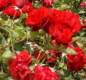 Růže mnohokvětá 'Satchmo' - Rosa MK 'Satchmo'