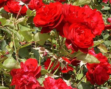 Růže mnohokvětá 'Satchmo'