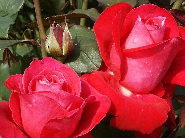Růže velkokvětá 'Viva Rosa' - Rosa VK 'Viva Rosa'