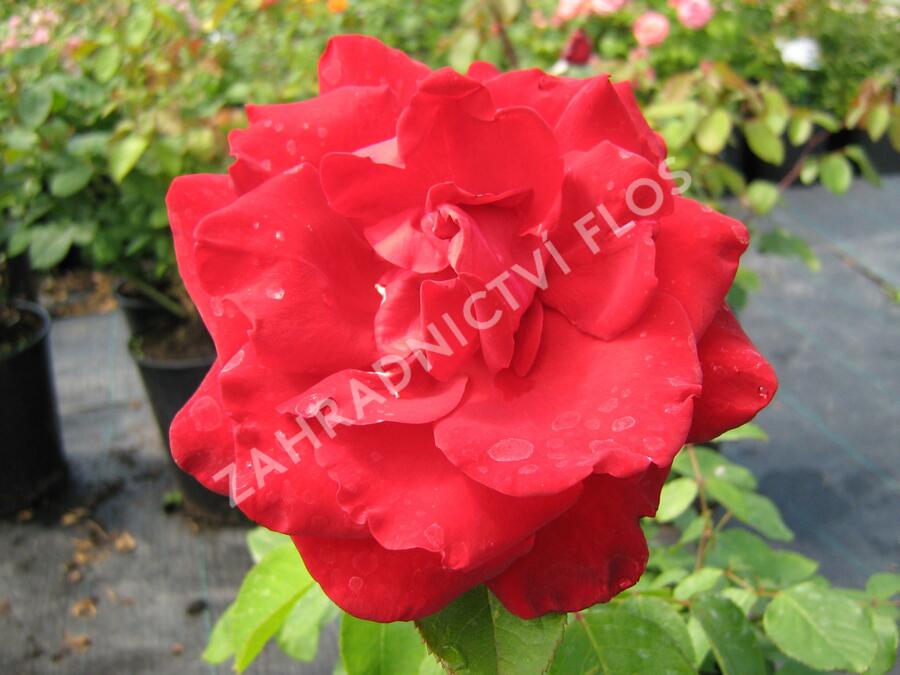 Růže velkokvětá 'Rue of Buisman' - Rosa VK 'Rue of Buisman'