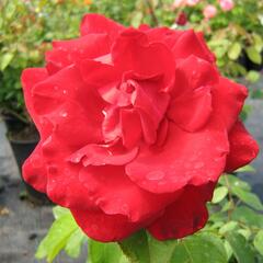 Růže velkokvětá 'Rue of Buisman' - Rosa VK 'Rue of Buisman'